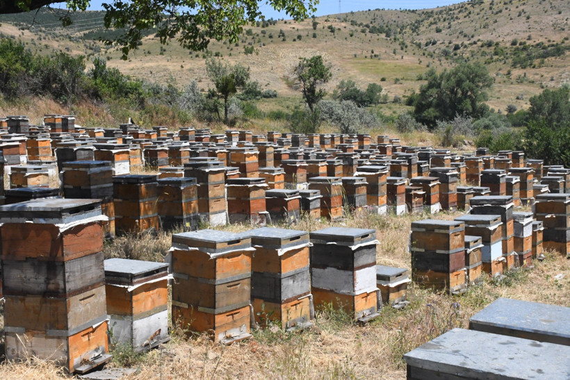 Devlet memurluğundan emekli oldu bu işe başladı: Bu yıl 1500 kilogram üretmeyi hedefliyor - Resim : 4