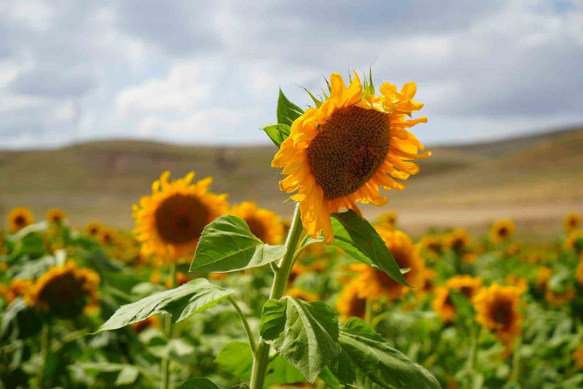 Erzincan’da ayçiçeği tarlaları sarıya boyadı - Resim : 1