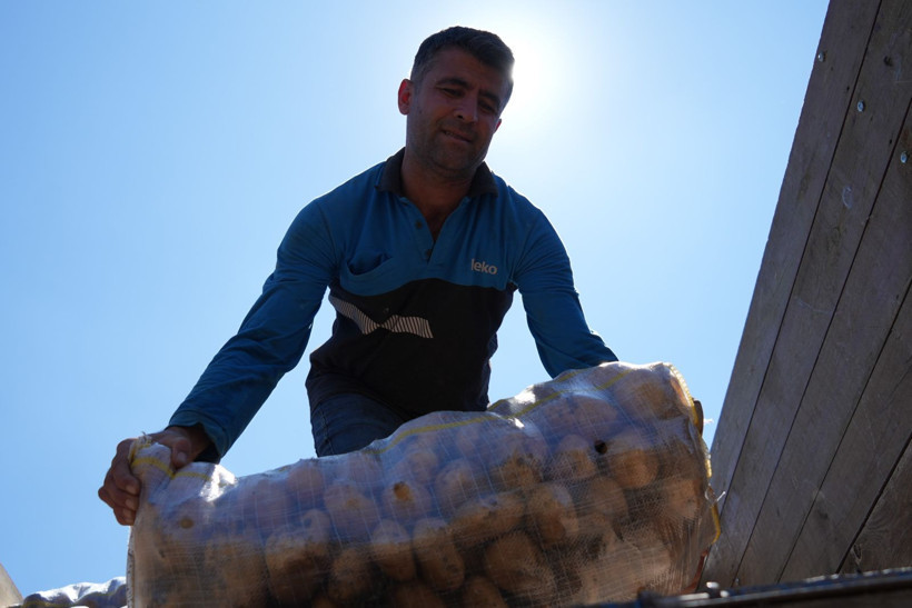 Tarlada kilosu 24 lira tezgahta 45 TL'den satılıyor: Üretici hasada başladı - Resim: 1