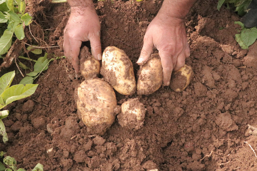 Türkiye'nin en son patates hasadı başlıyor: Rekor rekolte bekleniyor - Resim : 1