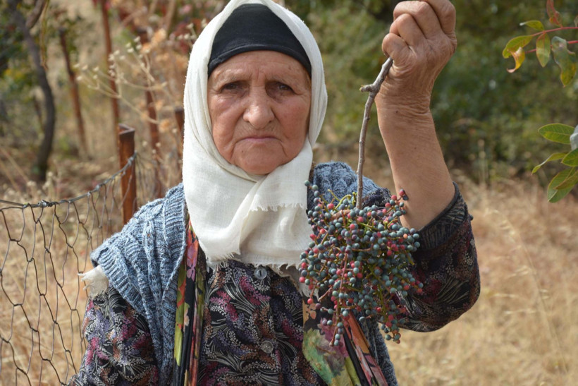 Nesilden nesile aktarılan mucize bitki: Kozmetik ve ilaç sanayisine gönderiliyor - Resim: 2