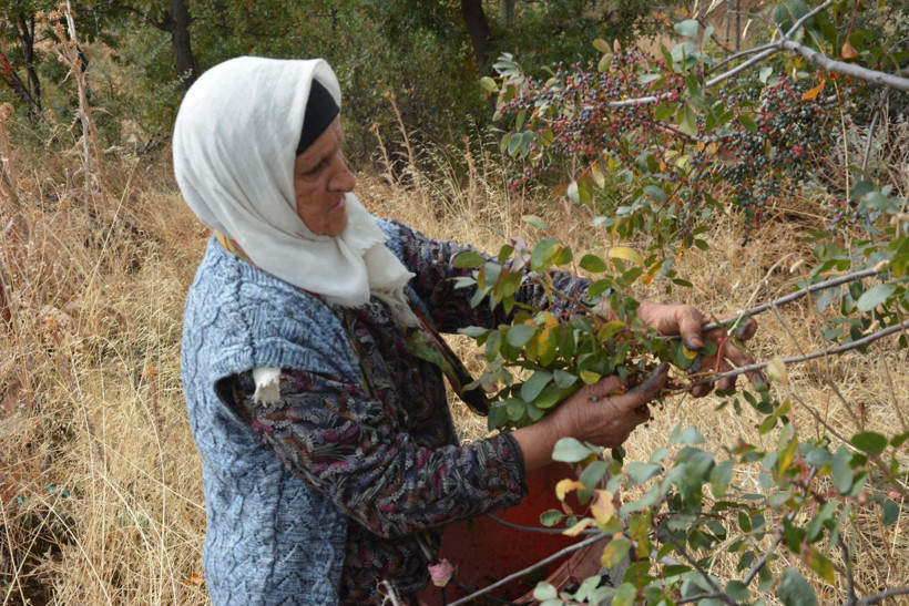 Nesilden nesile aktarılan mucize bitki: Kozmetik ve ilaç sanayisine gönderiliyor - Resim: 3