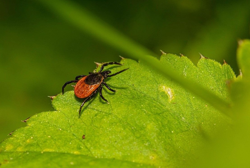 Prof. Dr. Çetin uyardı: Yoğun yağışlı kış keneleri çoğaltabilir: Bahar alarmı verildi - Resim: 6
