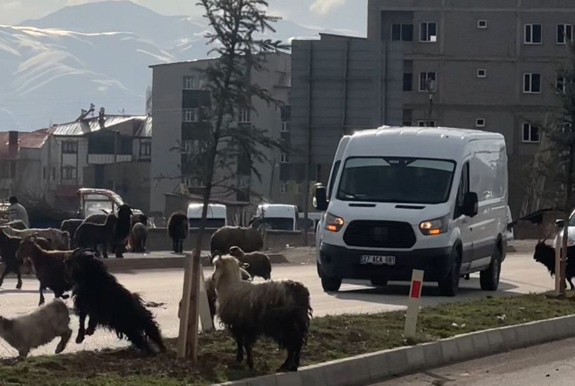 Refüjde otlayan koyunlar trafiği durdurdu - Resim: 3