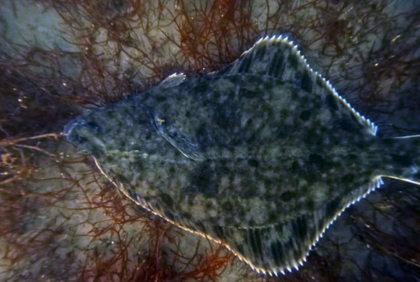 İzmit Körfezi’nde temizlik sonuç verdi: Yunuslar geri döndü - Resim : 2