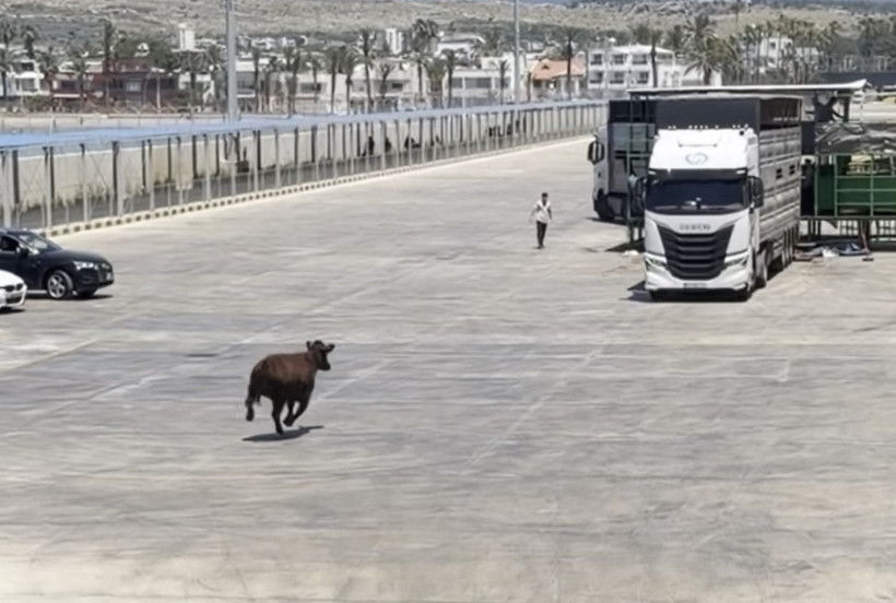 Mersin Limanı'nda timsah alarmı: Ekipler yaklaşınca gerçek başka çıktı - Resim : 3