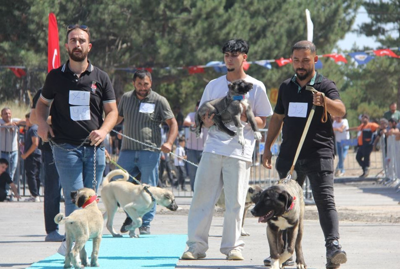 Sadakatleri ve güçleriyle podyumu salladılar: İşte Sivas'ın en güzel kangalları - Resim: 8