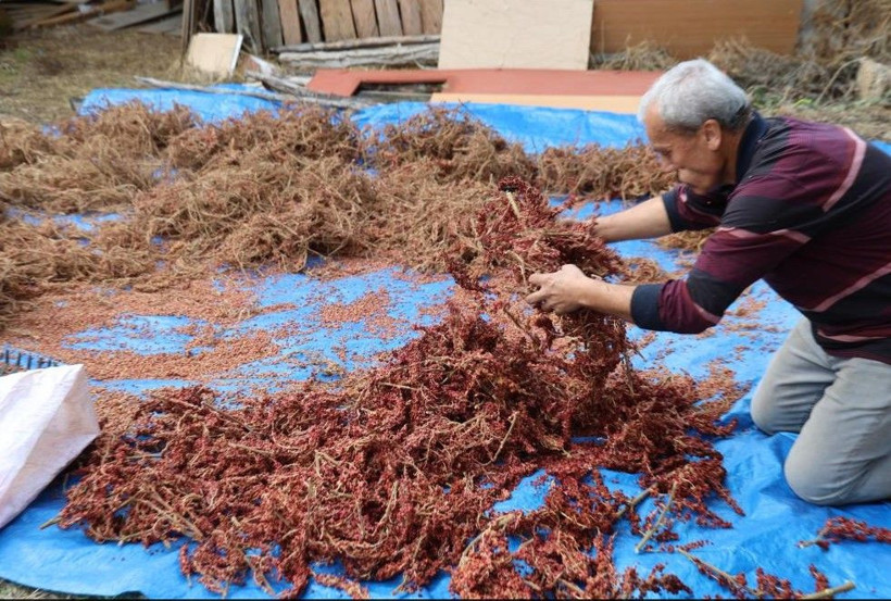 20 yıl sabretti şimdi paraya para demiyor: Kilosunu 900 TL'den satıyor - Resim: 7