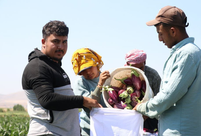 Tarlada hasat başladı: Mor-beyaz inci kalp ve beyne iyi geliyor - Resim: 11