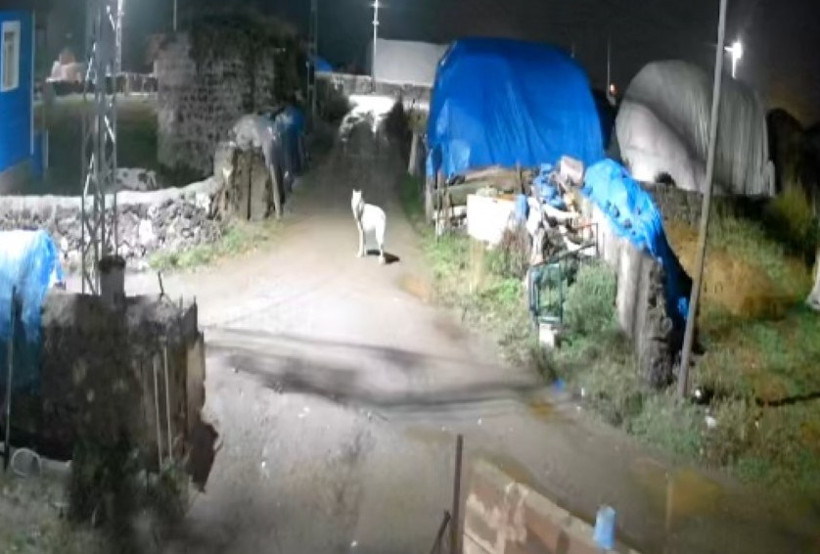 Kars’ta gece saatlerinde köye giren kurt kamerada - Resim : 1