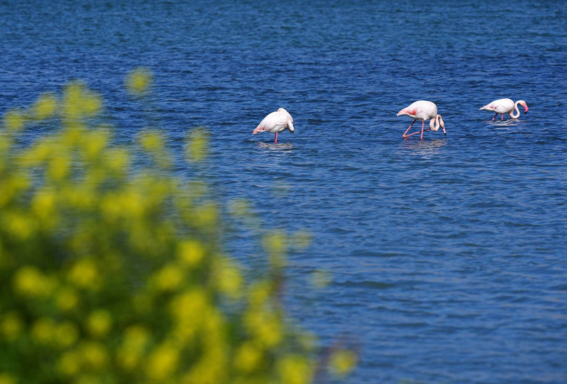 İzmir’in ortasında pembe mucize: Flamingolar Meles Deltası’nda - Resim: 10