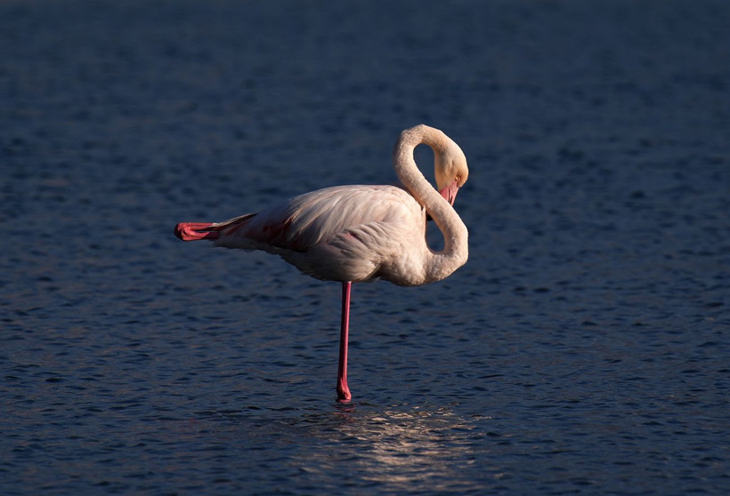 İzmir’in ortasında pembe mucize: Flamingolar Meles Deltası’nda - Resim: 14