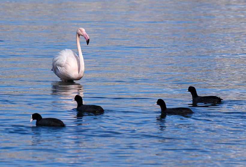 İzmir’in ortasında pembe mucize: Flamingolar Meles Deltası’nda - Resim: 1