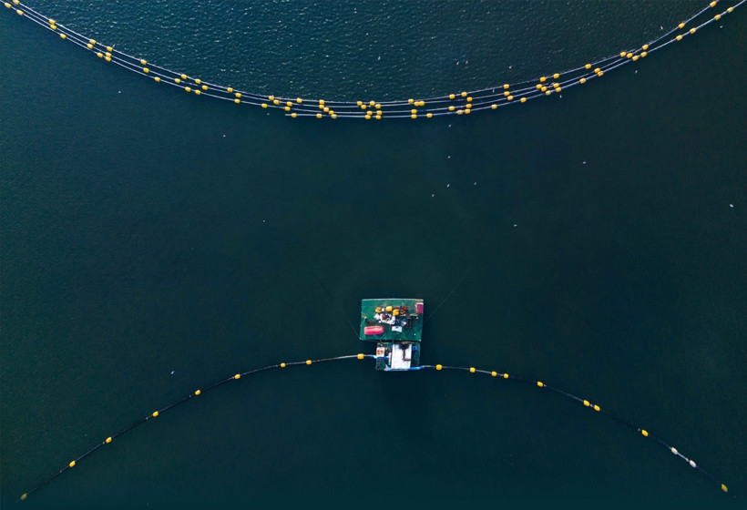 İzmit Körfezi’nde temizlik sonuç verdi: Yunuslar geri döndü - Resim : 1