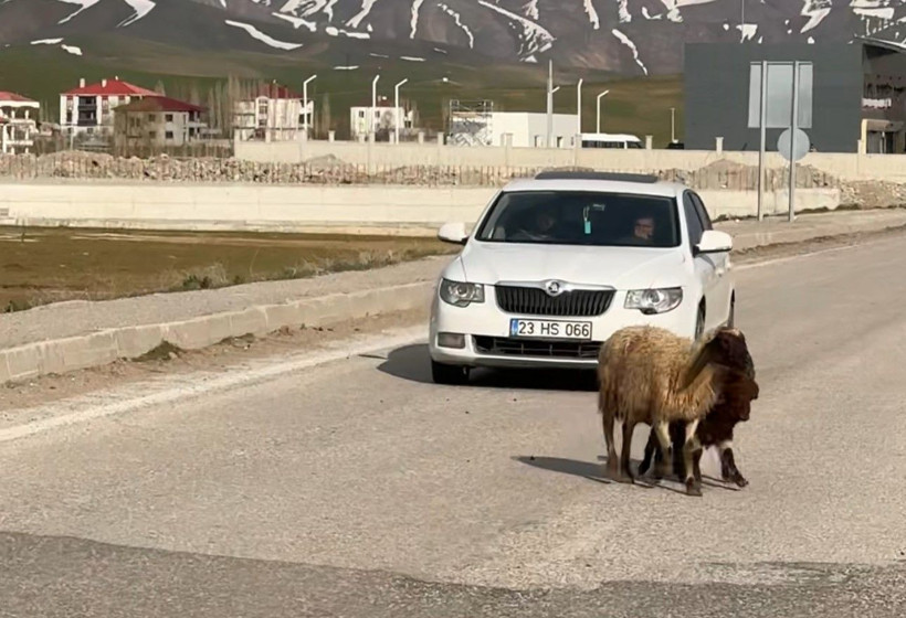 Refüjde otlayan koyunlar trafiği durdurdu - Resim: 1
