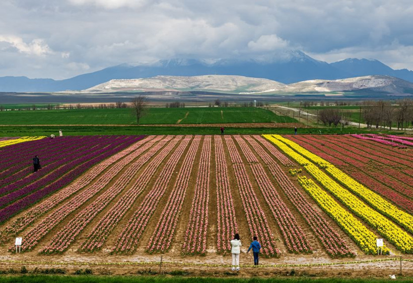 Karaman'da renk cümbüşü: Milyonlarca lale dünyaya açılıyor - Resim: 1