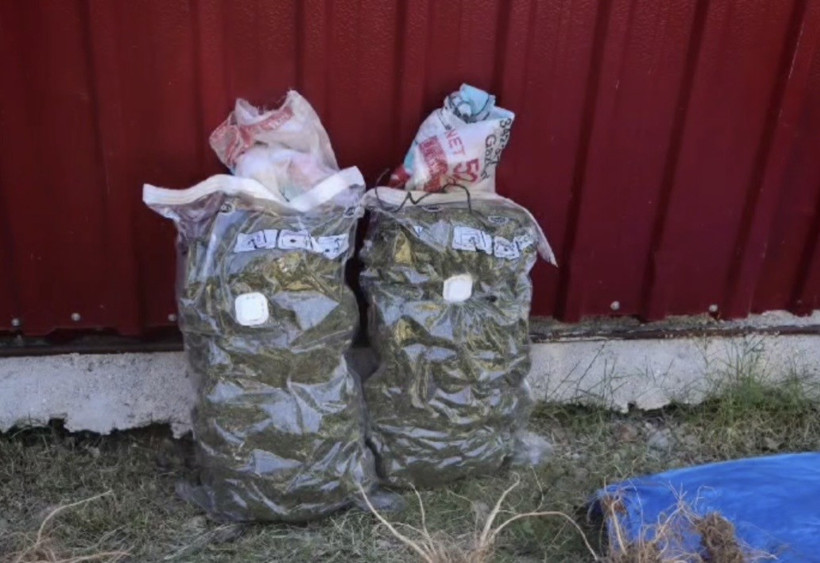 Osmaniye'de uyuşturucu operasyonu: 31 kilo esrar ve 527 kök kenevir ele geçirildi - Resim : 3