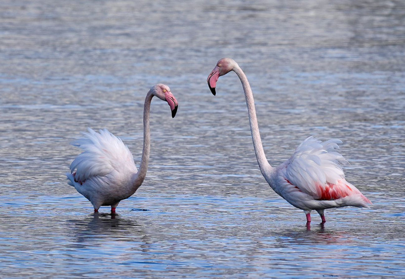 İzmir’in ortasında pembe mucize: Flamingolar Meles Deltası’nda - Resim: 4