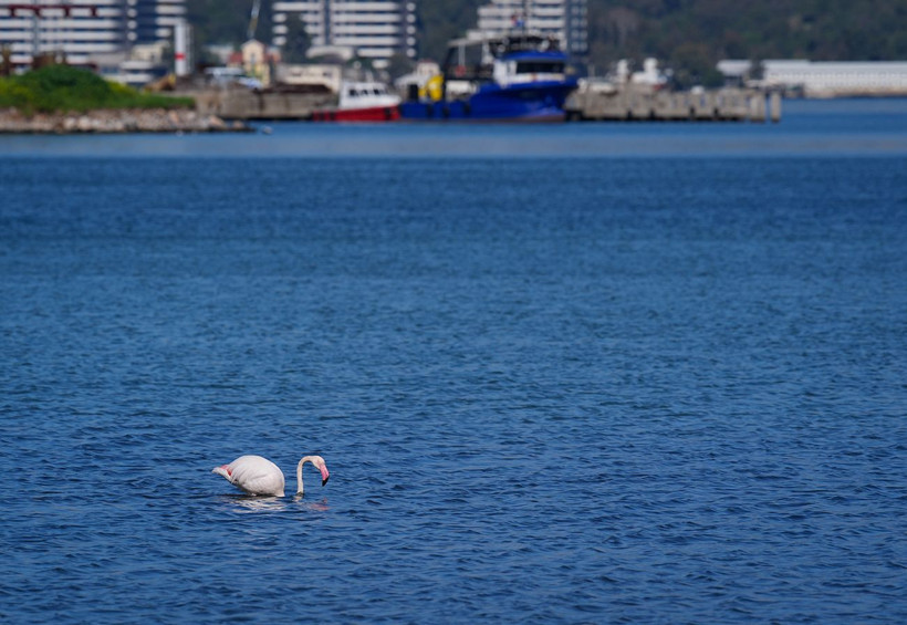 İzmir’in ortasında pembe mucize: Flamingolar Meles Deltası’nda - Resim: 19