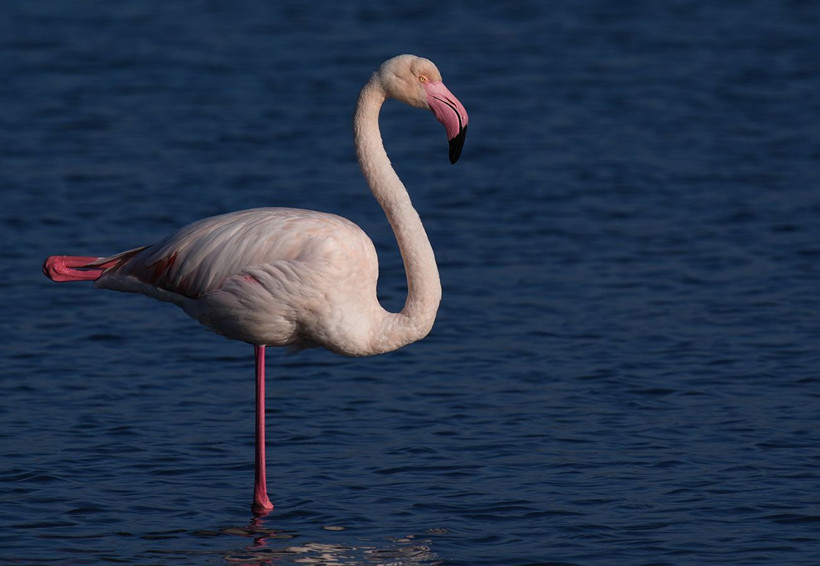 İzmir’in ortasında pembe mucize: Flamingolar Meles Deltası’nda - Resim: 13