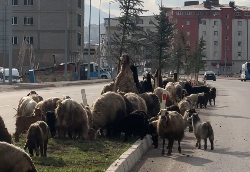 Refüjde otlayan koyunlar trafiği durdurdu - Resim: 7