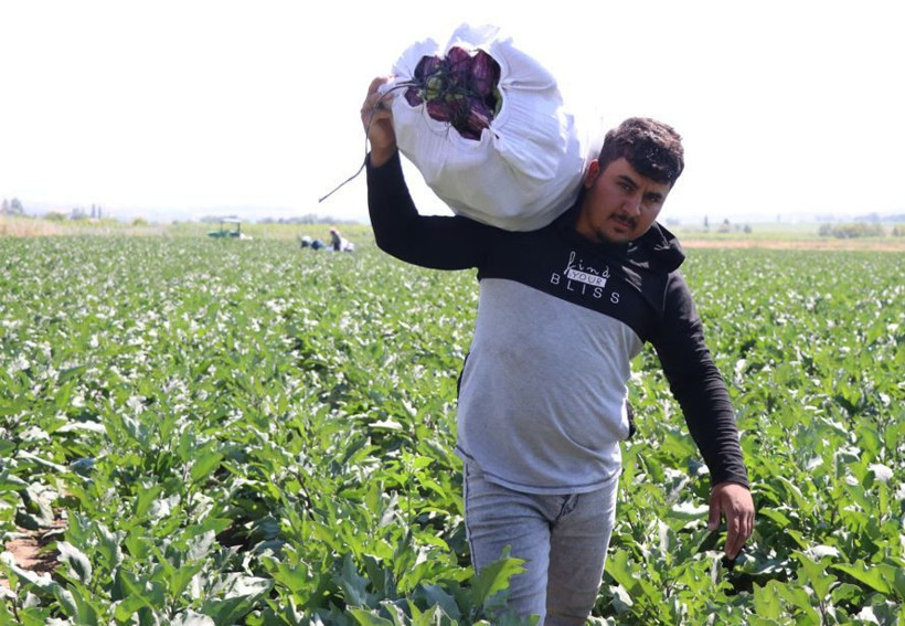 Tarlada hasat başladı: Mor-beyaz inci kalp ve beyne iyi geliyor - Resim: 12