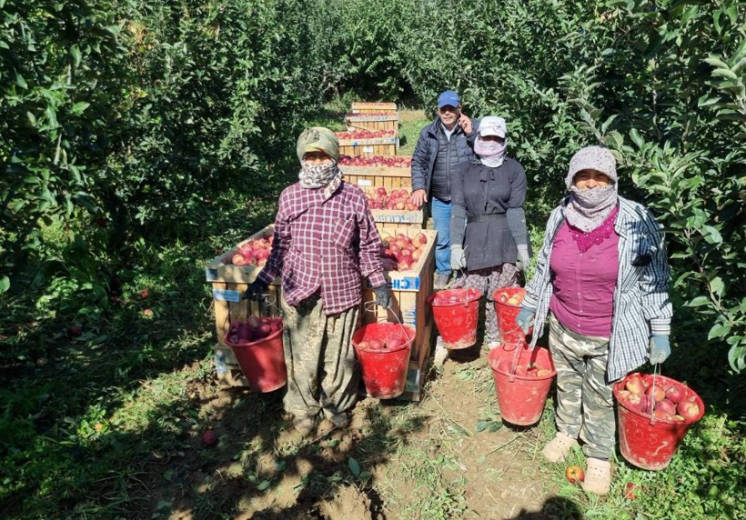 Verim yüksek, hasat başladı: Tarlada kilosu 25 lira - Resim: 1
