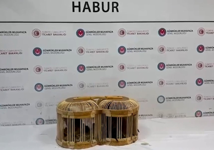 Ticaret Bakanlığı duyurdu: 85 binden fazla hayvan sınırda ele geçirildi - Resim : 1