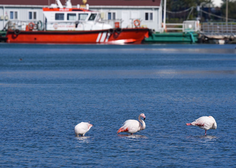 İzmir’in ortasında pembe mucize: Flamingolar Meles Deltası’nda - Resim: 7