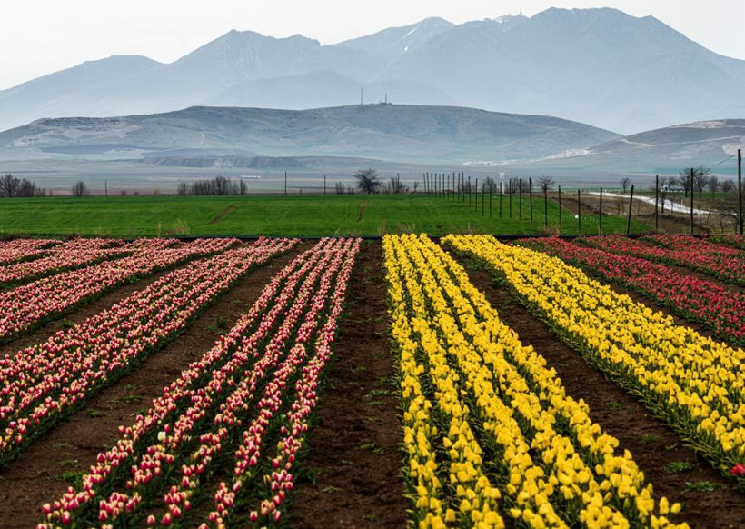 Karaman'da renk cümbüşü: Milyonlarca lale dünyaya açılıyor - Resim: 8