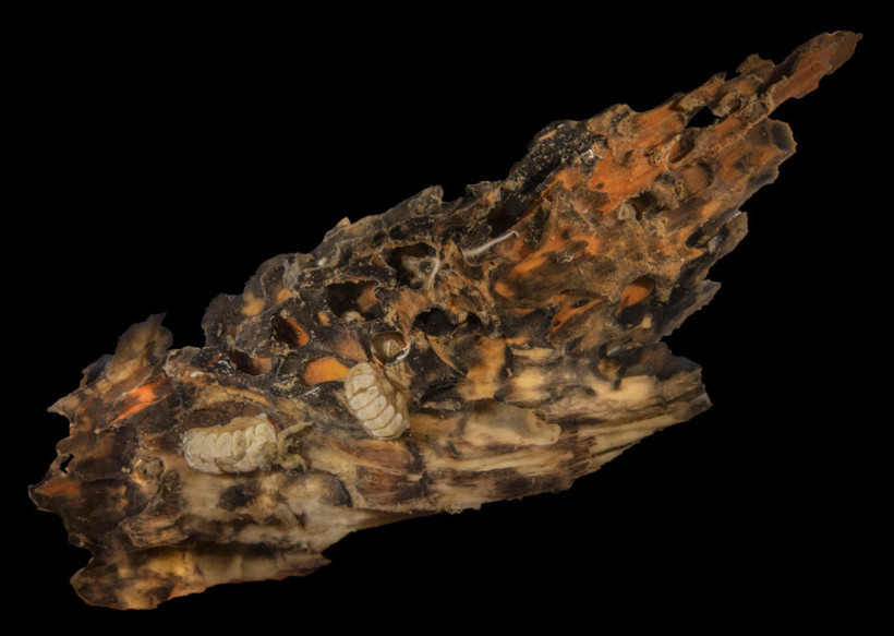 Derin denizde uzaylı benzeri deniz canlısı keşfedildi: Ferreiraella Populi - Resim : 1