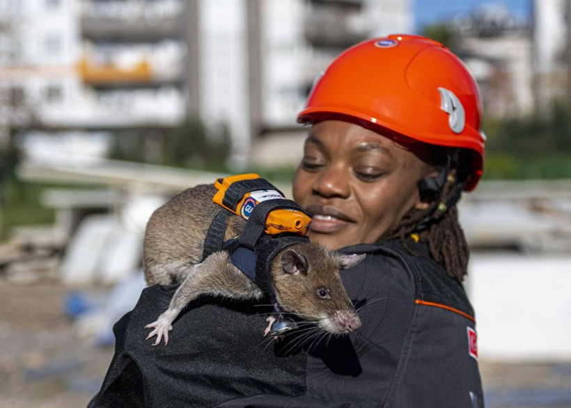 Dünyada ilk kez Türkiye'de: Enkazın derinliklerine fareler girecek - Resim : 4