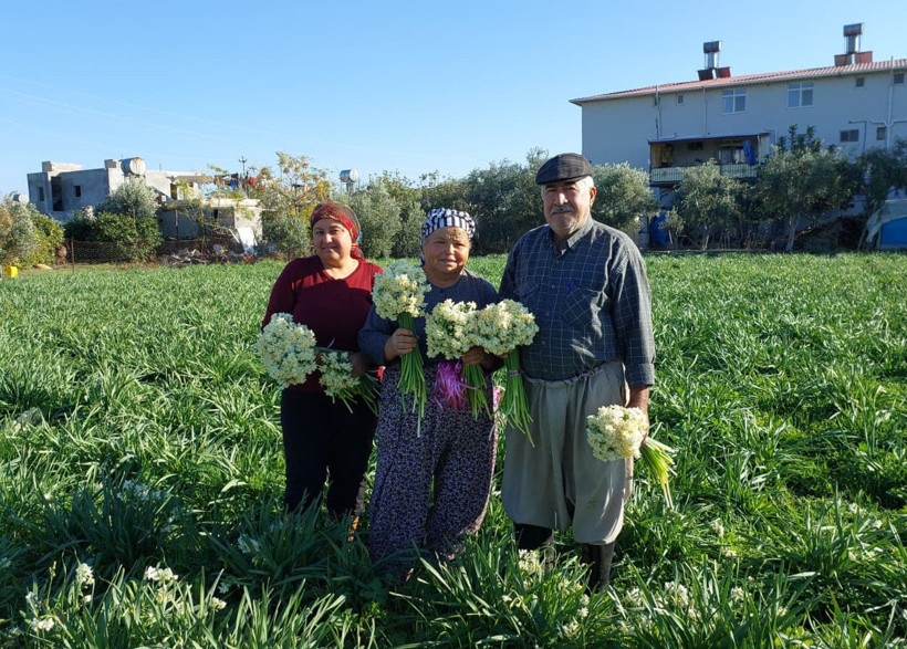 Stresi yenen beyaz mucize! Nergis hasadı başladı - Resim : 1