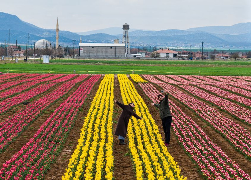 Karaman'da renk cümbüşü: Milyonlarca lale dünyaya açılıyor - Resim: 4