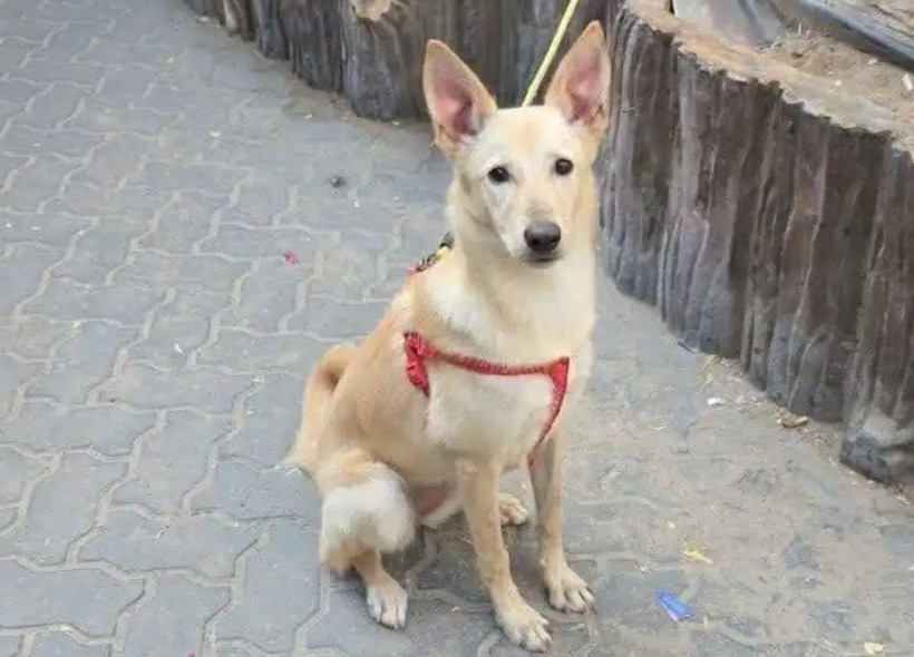 Dubai’de savaşın bedeli hayvanlara kesildi: Evcil hayvanlarını sokağa terk ettiler - Resim : 3