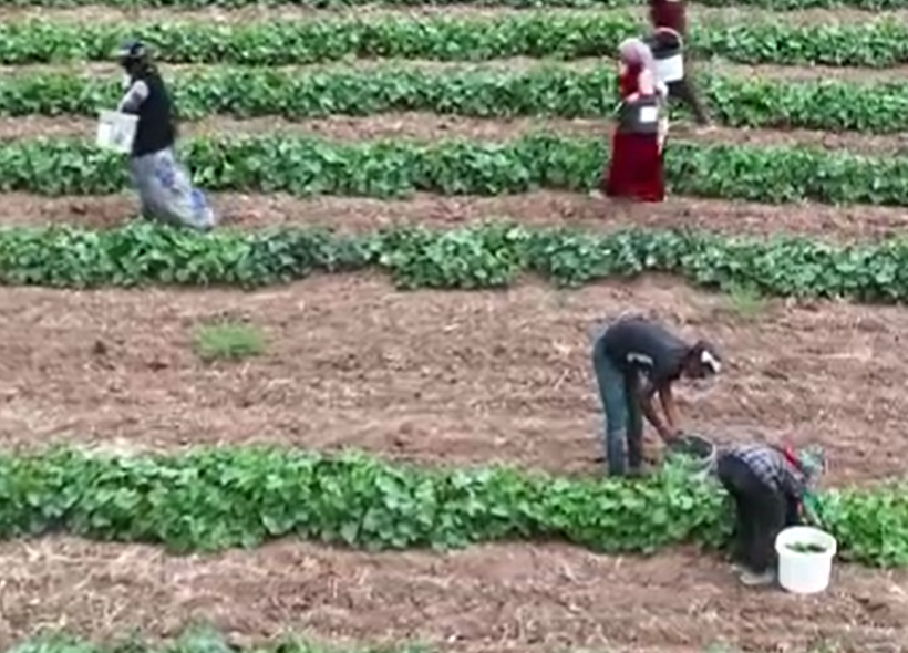 5 kilosu 900 lira: Çubuk turşusu bu sene de Ankara’nın dünyaya açılan kapısı olacak - Resim: 11