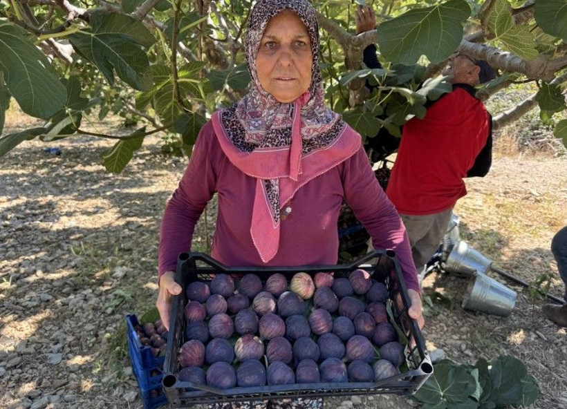 Tarlada 50 lira pazarda 80 liradan satılıyor: Düşük rekolte fiyatı vurdu - Resim: 9