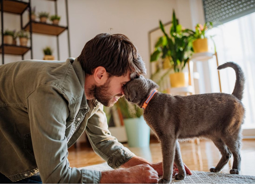 Kedilerin kanseri insan tedavisine ışık tutuyor - Resim : 1