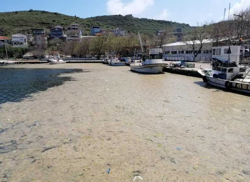 “Marmara ölü değil ama ağır hasta”: Müsilajın esas nedeni açıklandı - Resim: 6
