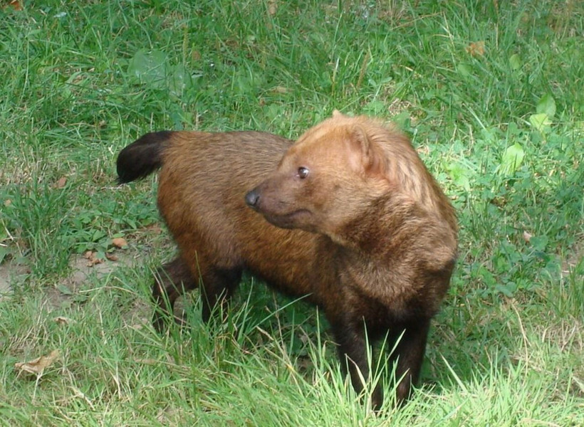 Ormanın küçük devi: Ayı yüzlü avcı: Çalı Köpeği'nin şaşırtan gücü - Resim: 12