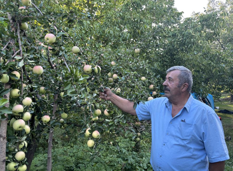 Dalından kopuyor, 6 ay çürümüyor: Tek bir ilçeye özgü - Resim: 7