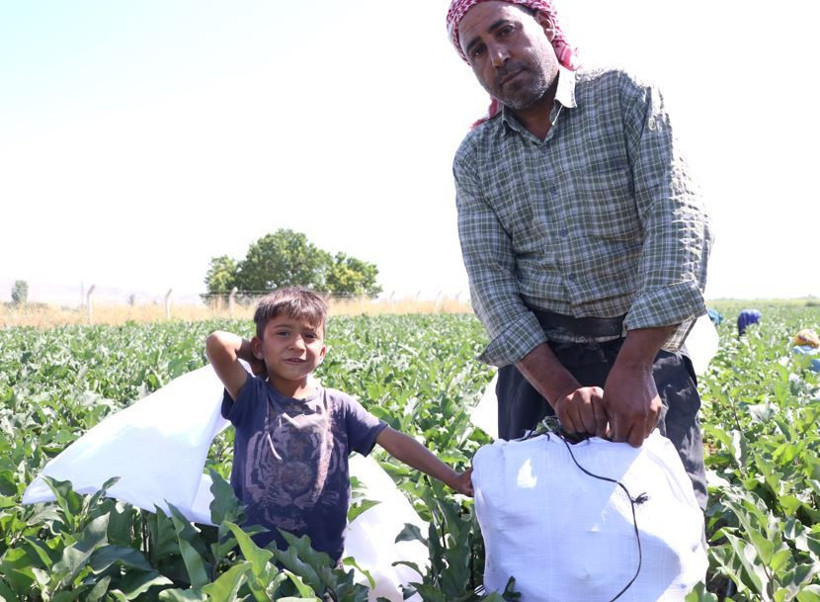 Tarlada hasat başladı: Mor-beyaz inci kalp ve beyne iyi geliyor - Resim: 16