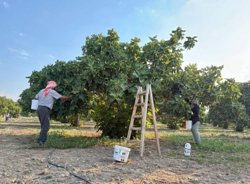 Kilosu 350 liradan kapış kapış satılıyor: Dev hasat başladı - Resim: 6