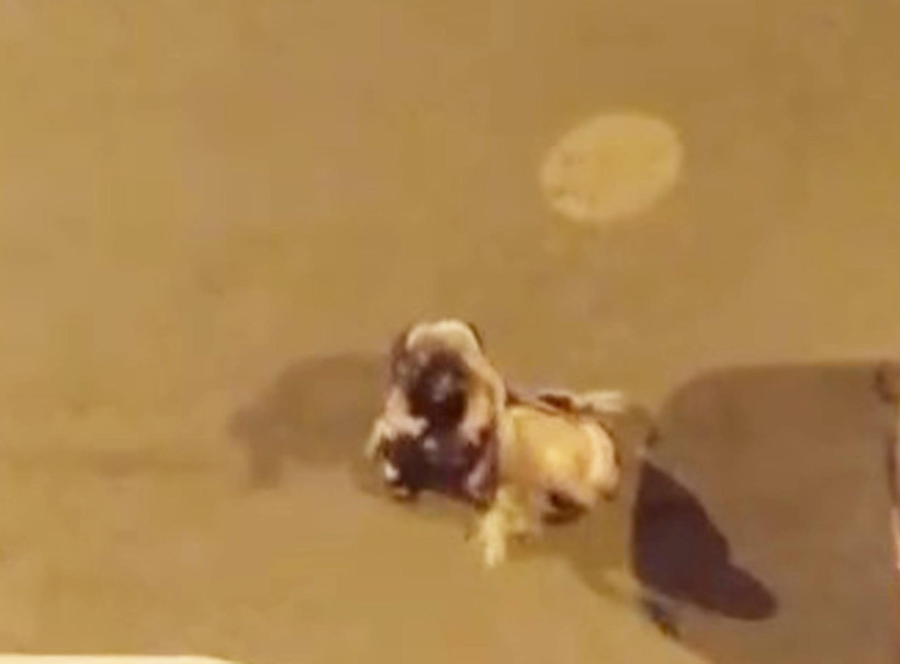 Taksiden indiler, birbirine girdiler: Iğdır’da saç saça baş başa kavga - Resim : 1
