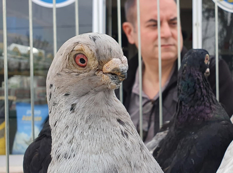 Denizli’de 8 asırlık miras: Tokur güvercinleri 2026 Yılı Güzellik Yarışması'nda boy gösterdi - Resim: 2