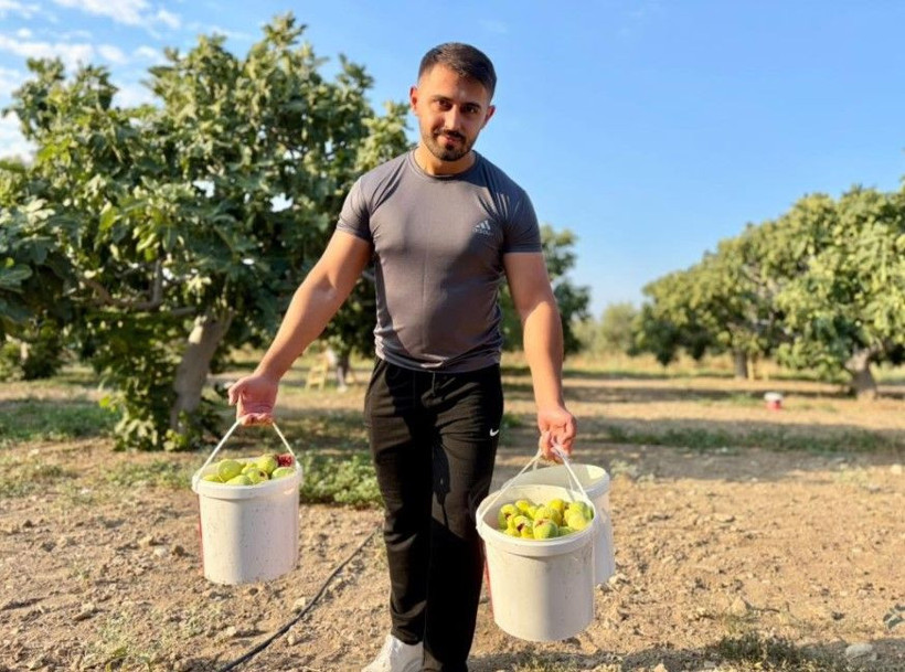 Kilosu 350 liradan kapış kapış satılıyor: Dev hasat başladı - Resim: 2