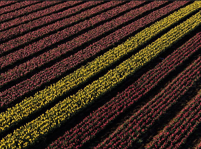 Karaman'da renk cümbüşü: Milyonlarca lale dünyaya açılıyor - Resim: 3