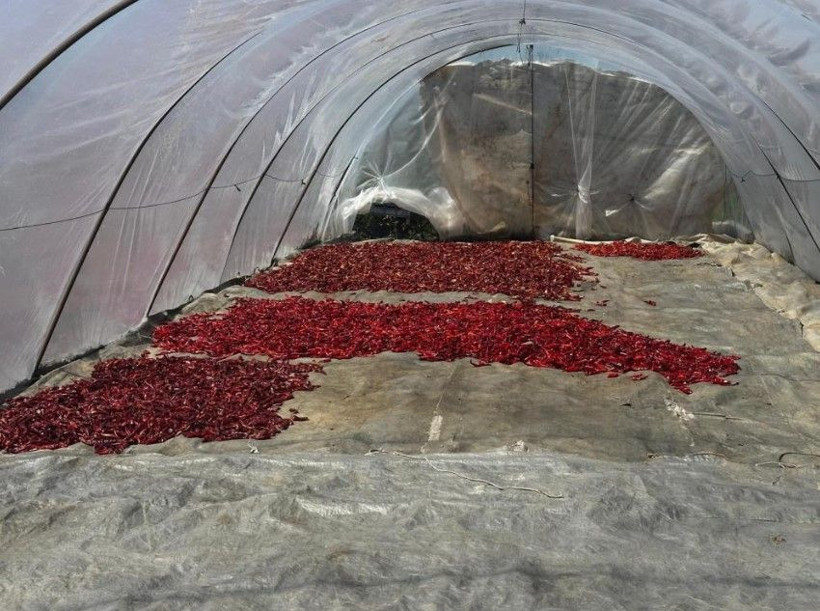 Kilosunu 400 TL'den satıyor: 5 dönümlük bahçede 300 bin lira kazanıyor - Resim: 10