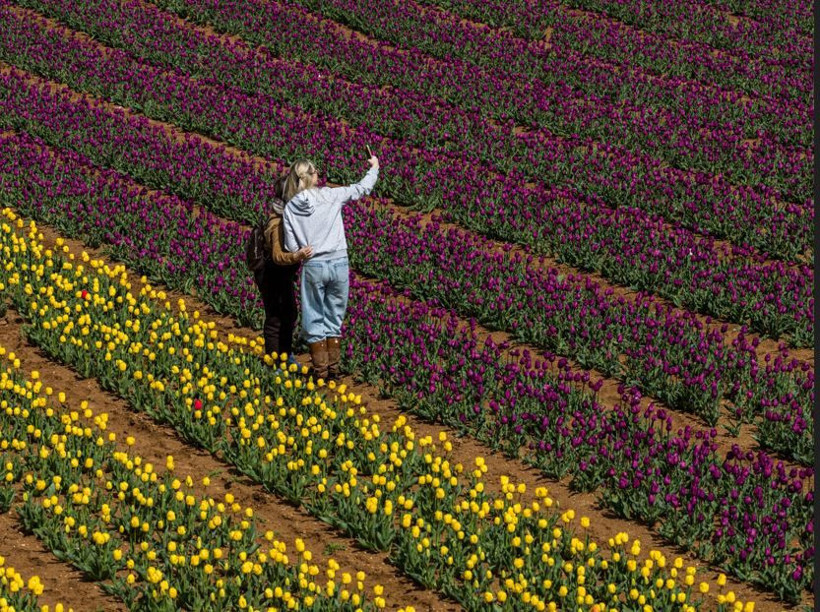 Karaman'da renk cümbüşü: Milyonlarca lale dünyaya açılıyor - Resim: 5