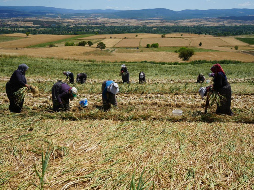 'Beyaz altın' mesaisi başladı: Kilosu 120 lirayı buluyor, günde bin 500 lira kazanıyorlar - Resim: 1